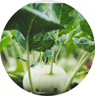 KOHLRABI - valledoro