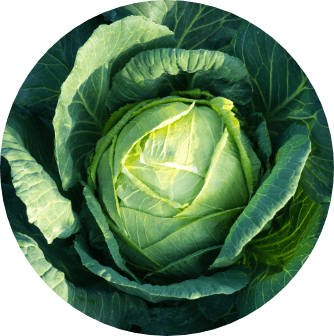 cabbage valledoro _